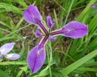 iris close 2.jpg